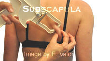7-Site Skin Fold Test Calculator: Female subscapular caliper measurement