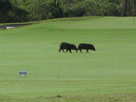Javelina on Cozumel golf course